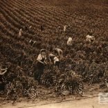 Betty Squibb tying up tomatoes - Knighton