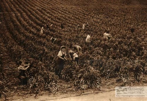 Betty Squibb tying up tomatoes - Knighton