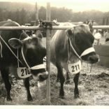 Christine Broom = Daffodil & Bracelet – cows shown at County Show