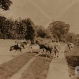 Cattle on Nettlestone Green