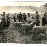 Agricultural Show 1960s Bert Hobbs