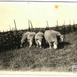 Hurdles and sheep