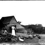 Glass negative of a woman feeding chickens and ducks in a farm yard with a cow