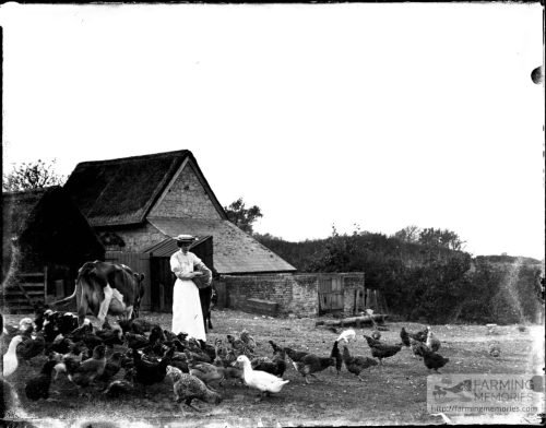 Glass negative of a woman feeding chickens and ducks in a farm yard with a cow