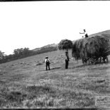 Glass negative of three men haymaking with horse and cart