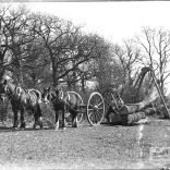 Glass negative of men moving felled trunks in hoist with horses standing ready to hand