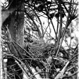 Glass negative of nestlings (possibly Edwardian)