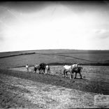 Glass negative of two horse ploughs