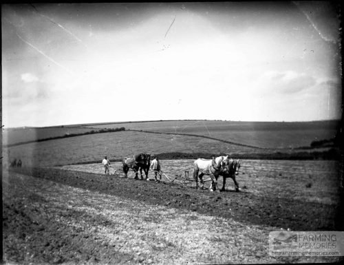 Glass negative of two horse ploughs