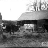 Glass negative of a farmyard scene