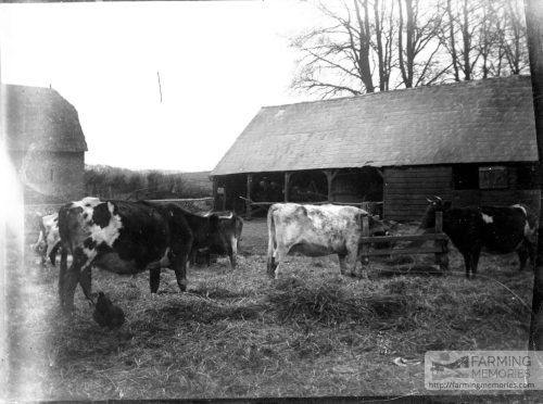 Glass negative of a farmyard scene