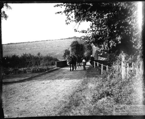 Glass negative of horses pulling wagons, loaded with willow