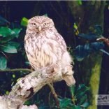 Owl on branch