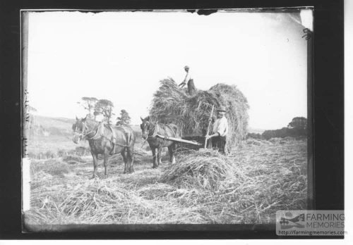 Photographic print taken from a glass plate negative in the collection of haymaking showing a pair of horses and tow farm workers loading a wagon