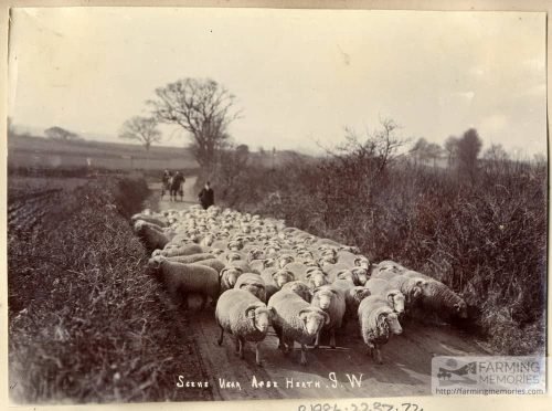 Black and white photograph of a farmer driving a flock of sheep down a road near Apse Heath