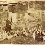 A sepia photograph which shows an old man feeding hens and geese with some farm buildings in the background