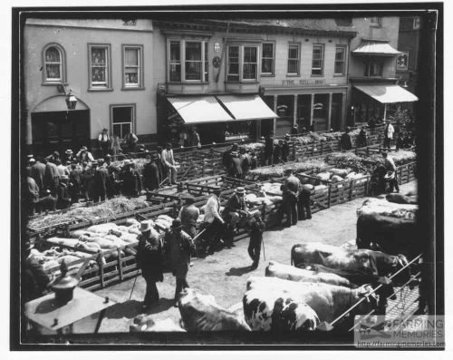 Black and white photograph of a market with livestock in progress in St James Square, Newport