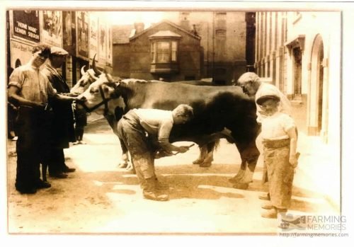 Bullocks in Newport