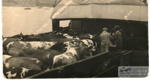 Cows on steamer Lord Elgin