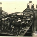 Cattle on barges at Yarmouth