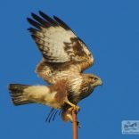 Buzzard on post