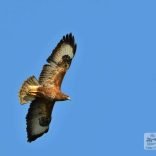 Buzzard in flight